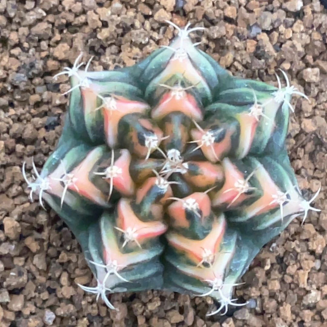 当前无花朵，栽培后可花朵规律三角V背锦