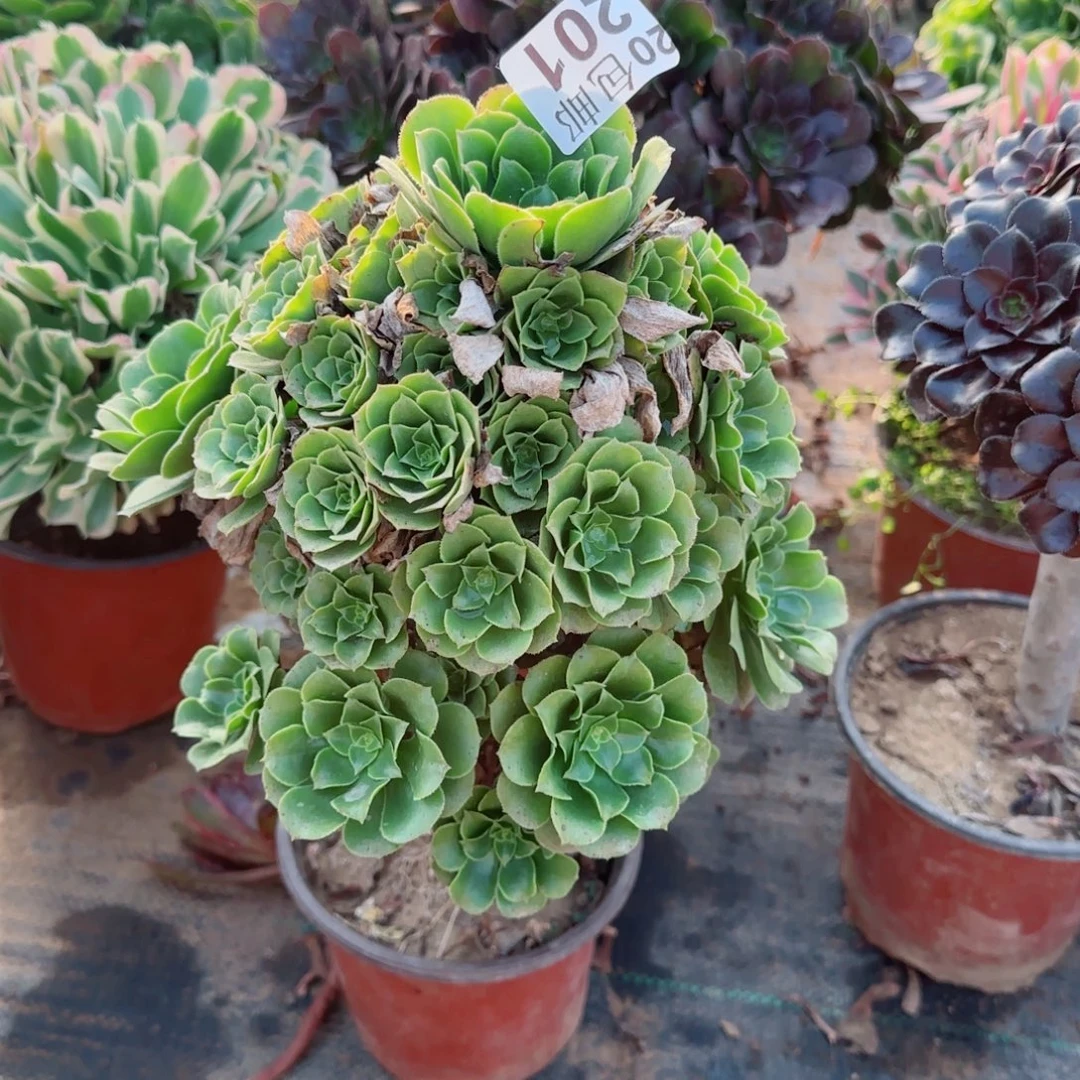 绿羊绒201满20包邮断枝不包