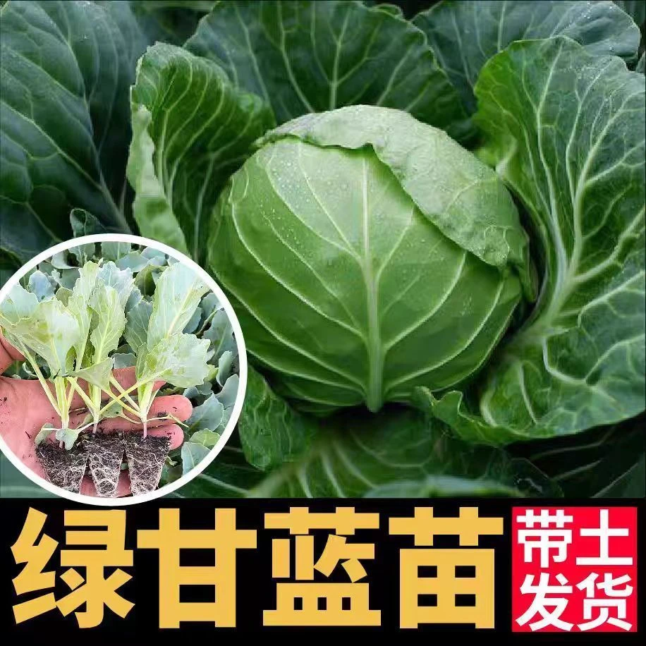 绿甘蓝苗苗子卷心菜包心菜四季秧苗大头菜圆白菜特辣新鲜庭院植物