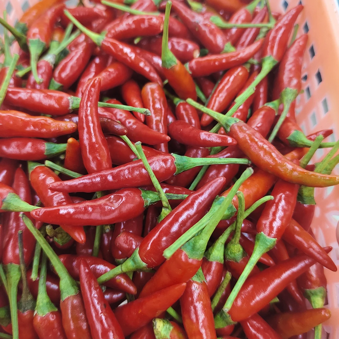 新鲜辣椒 小米辣 200克