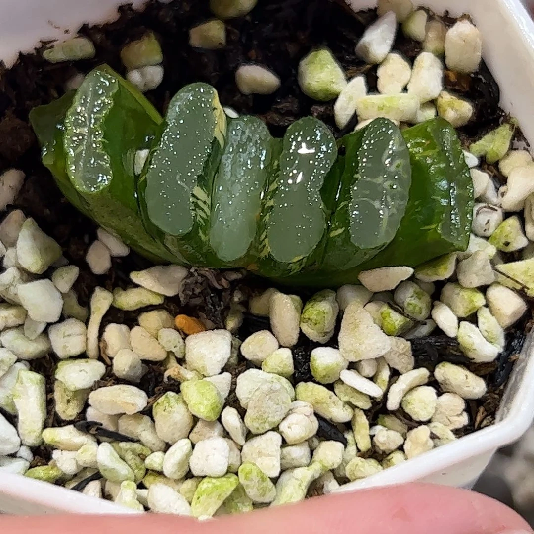 写乐杂锦十二卷多肉植物