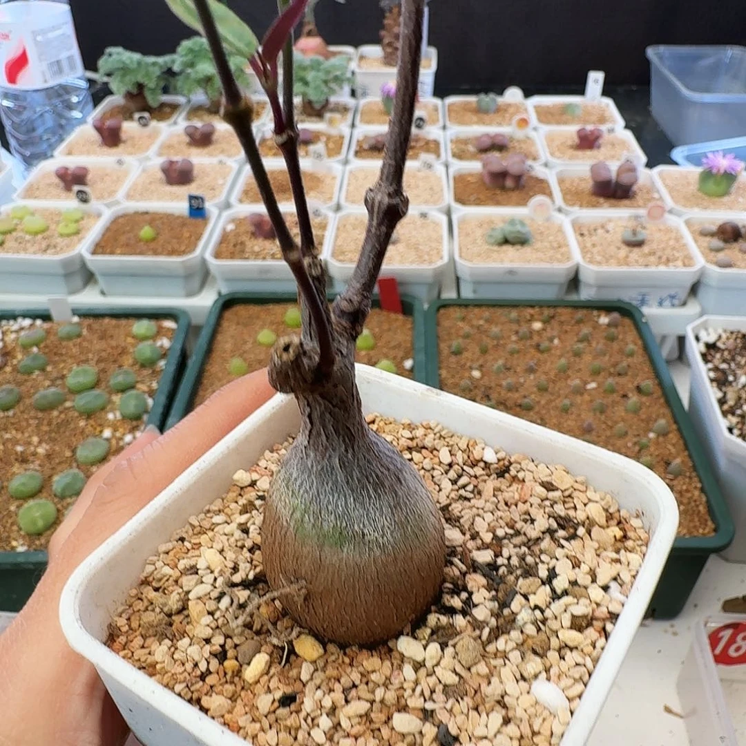 多肉植物福利风铃紫背魔罗