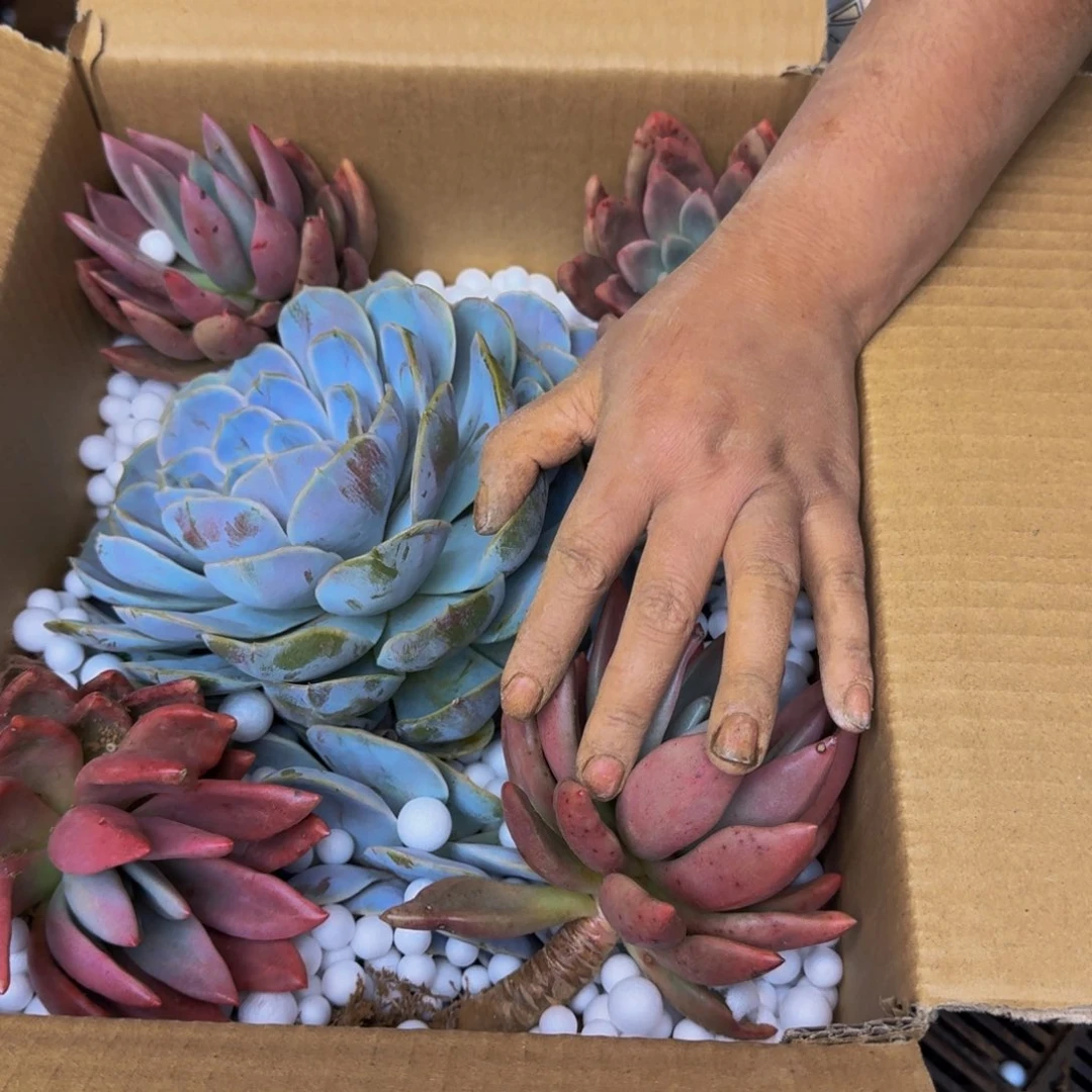 固***馆多肉砍头 不包损6561