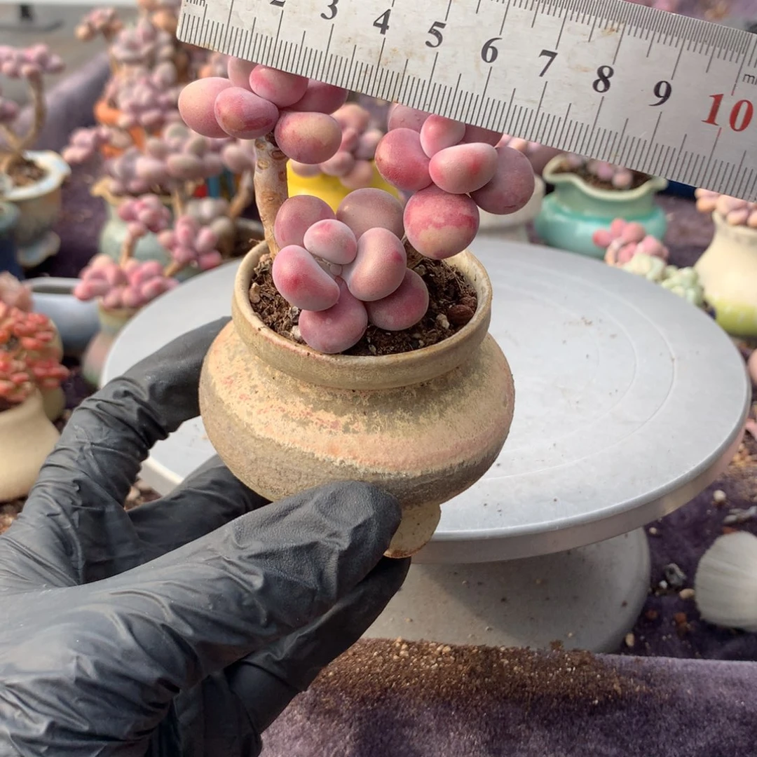 20桃蛋号带盆偏远地区不包邮的