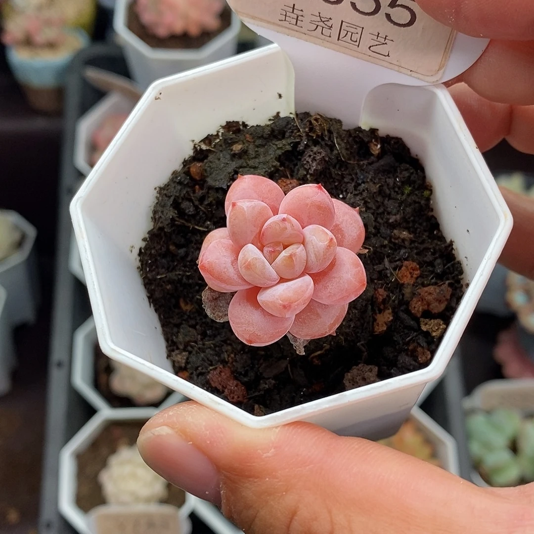 0055 星星雪 3cm