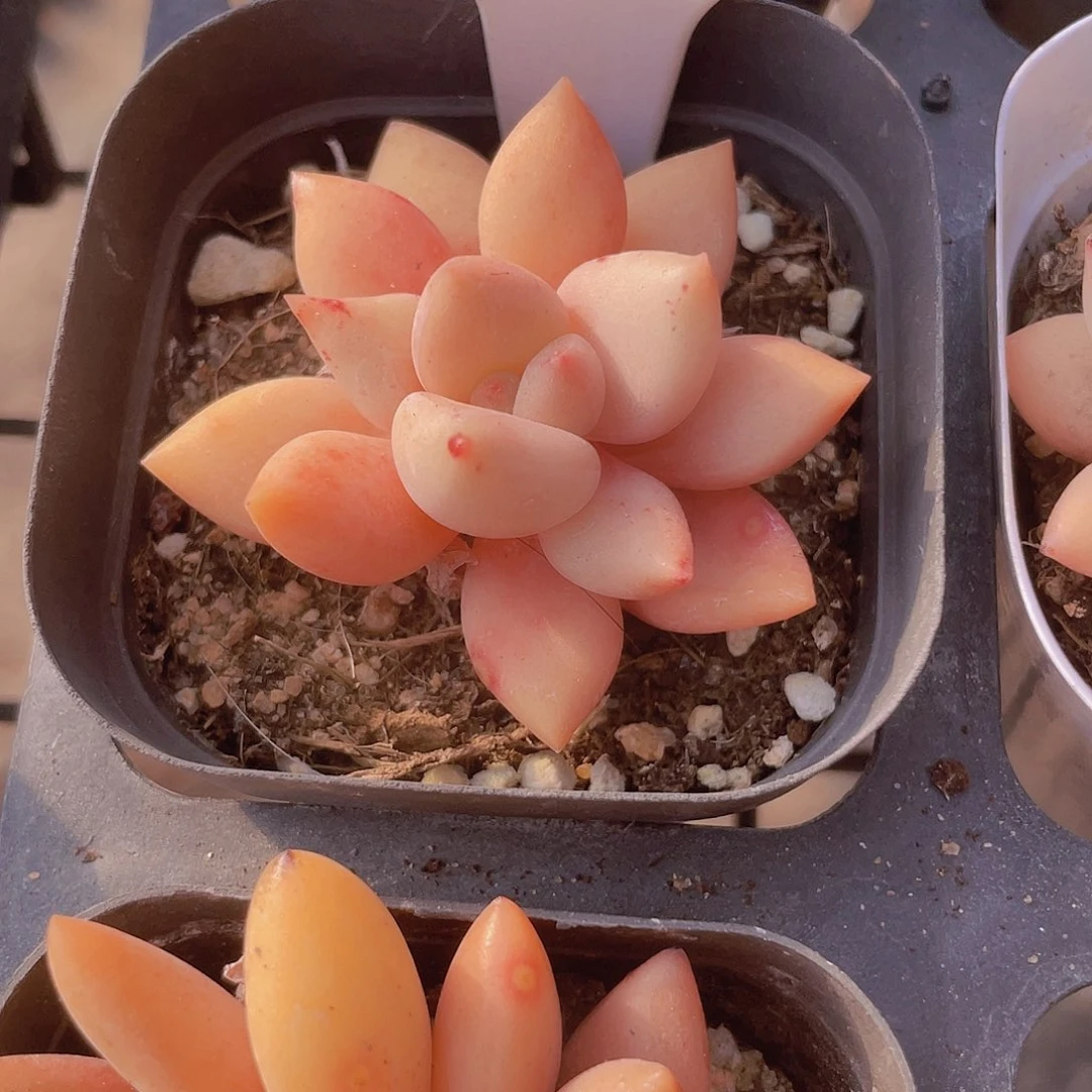 A**i桃花源w033一物一拍