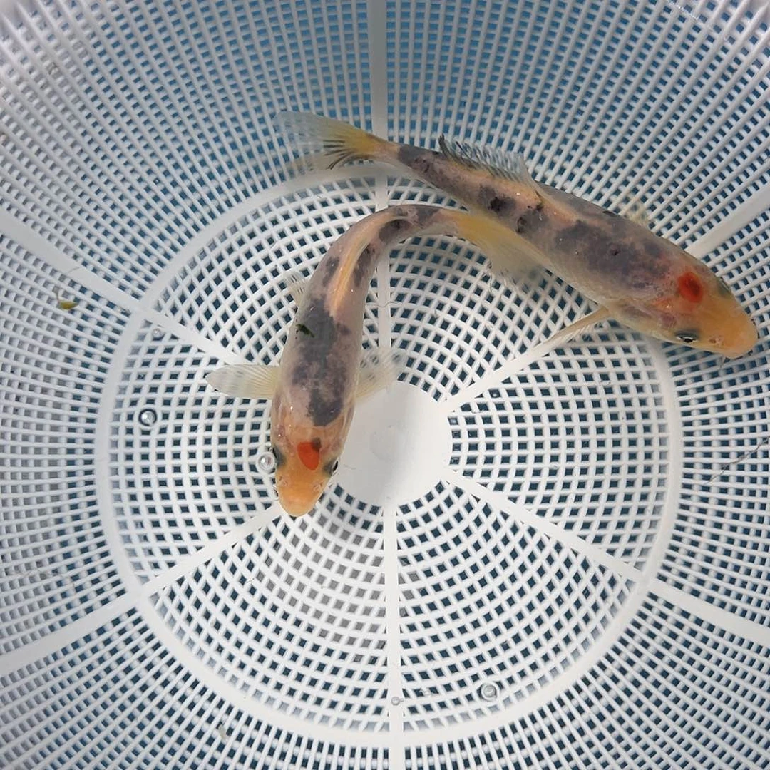 锦鲤鑫泓锦鲤养殖基地