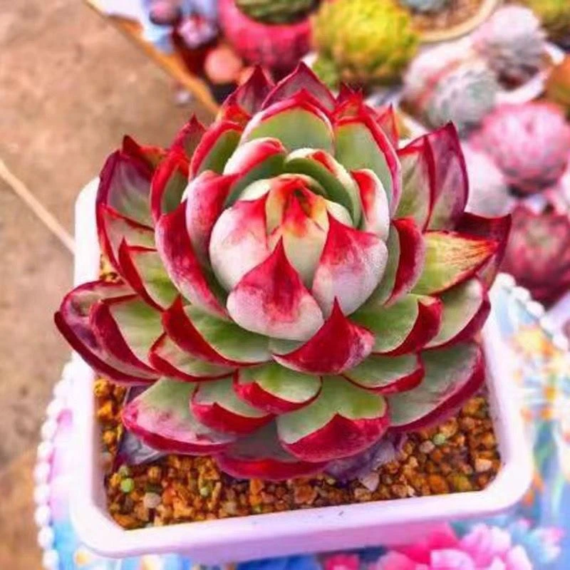 源熠多肉 惊鸿仙子直播链接一物一拍