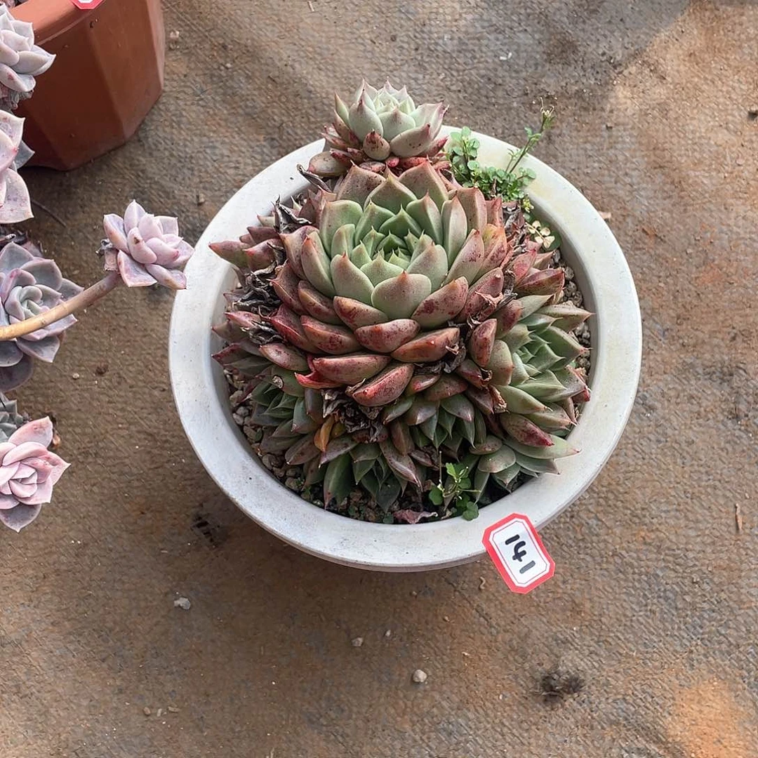 141不知名 一物一拍多肉