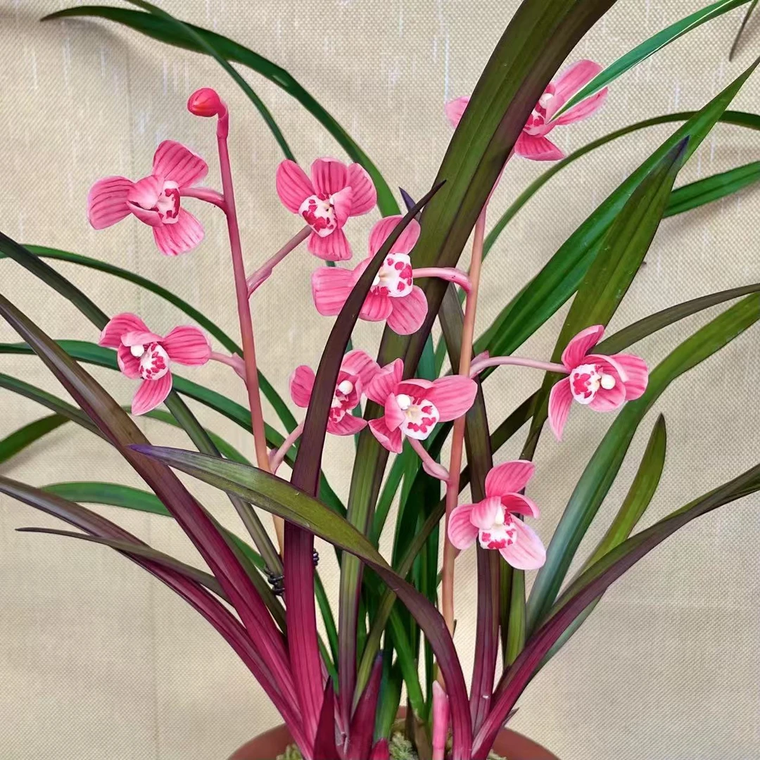 兰花-建兰名品【红草红荷带花苞】带大红袍紫砂花盆 室内浓香型好养