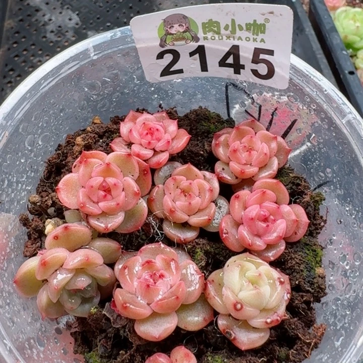 多肉植物多肉植物
