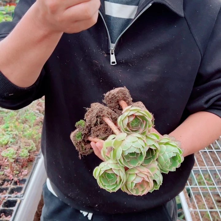 粉花妖10颗多肉法师