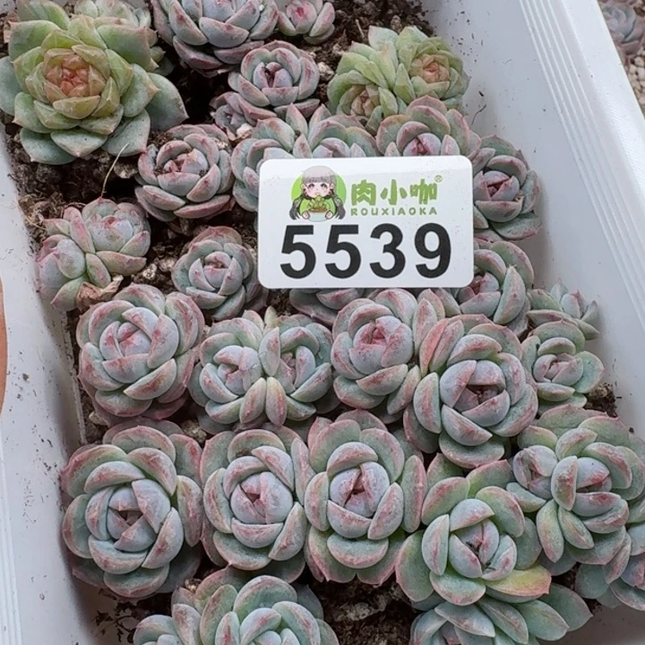 ?****浠多肉植物多肉植物