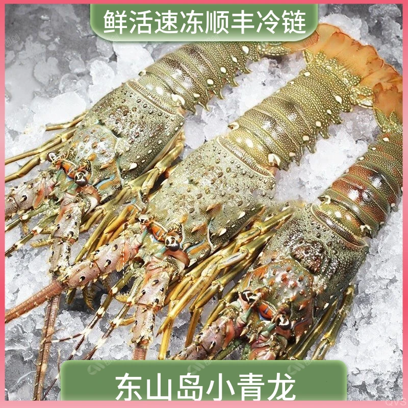【三只装】东山岛活冻小青龙鲜活速冻大青龙鲜嫩海捕急冻大龙虾海鲜