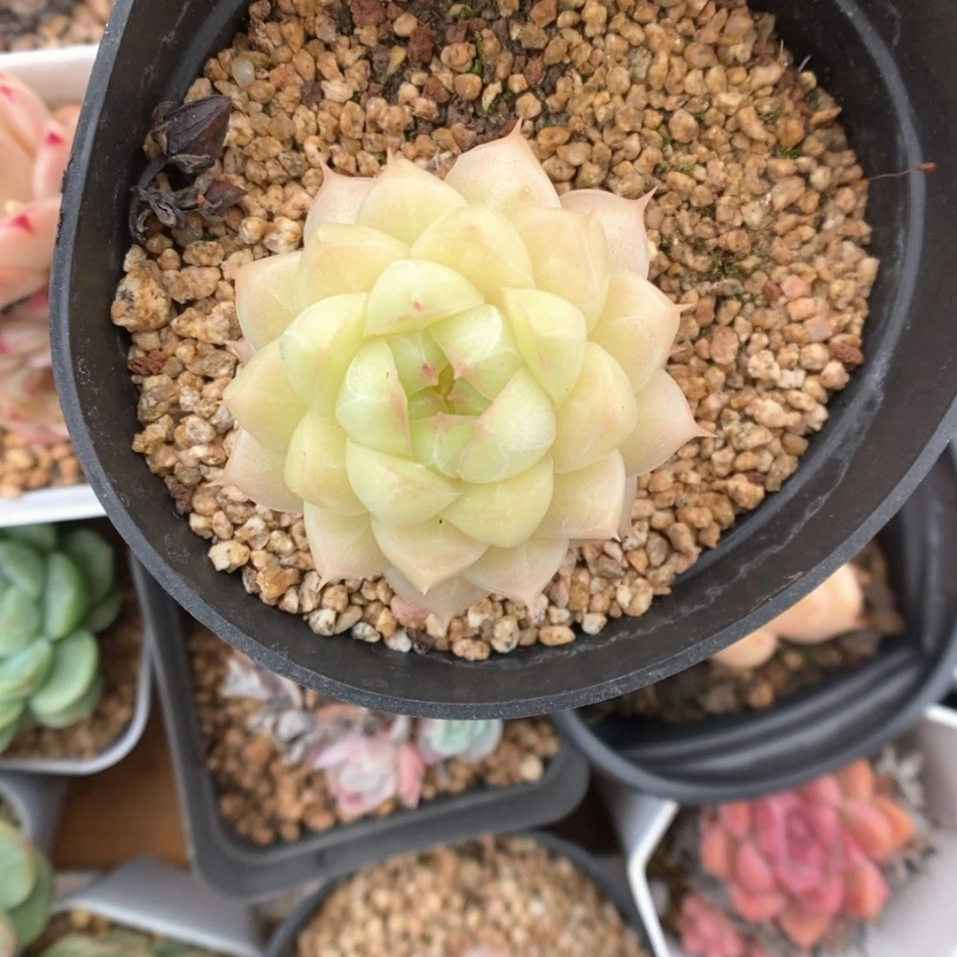 女王麦秆3490号。