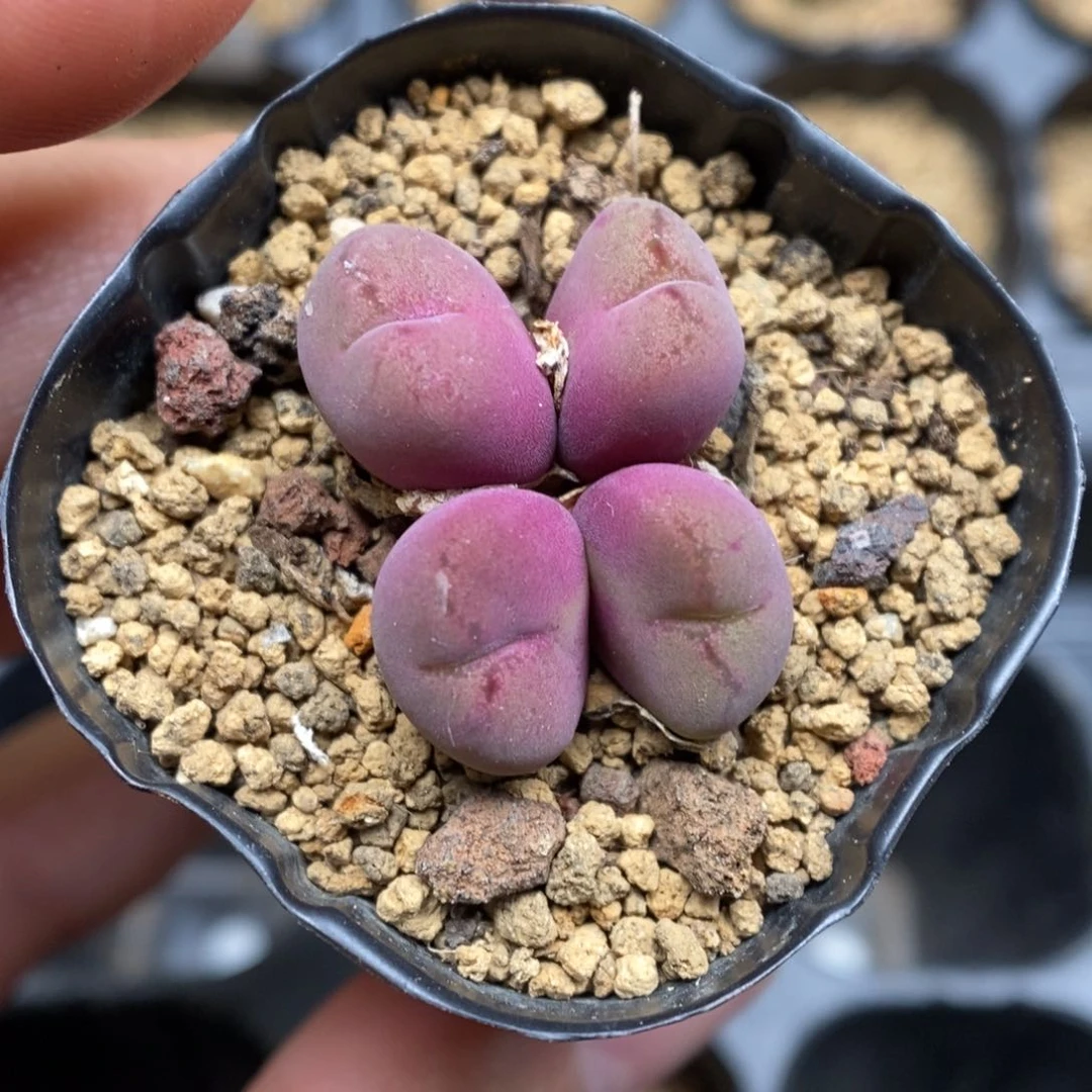 菜***儿多肉植物肉锥杂交K-5331 福袋