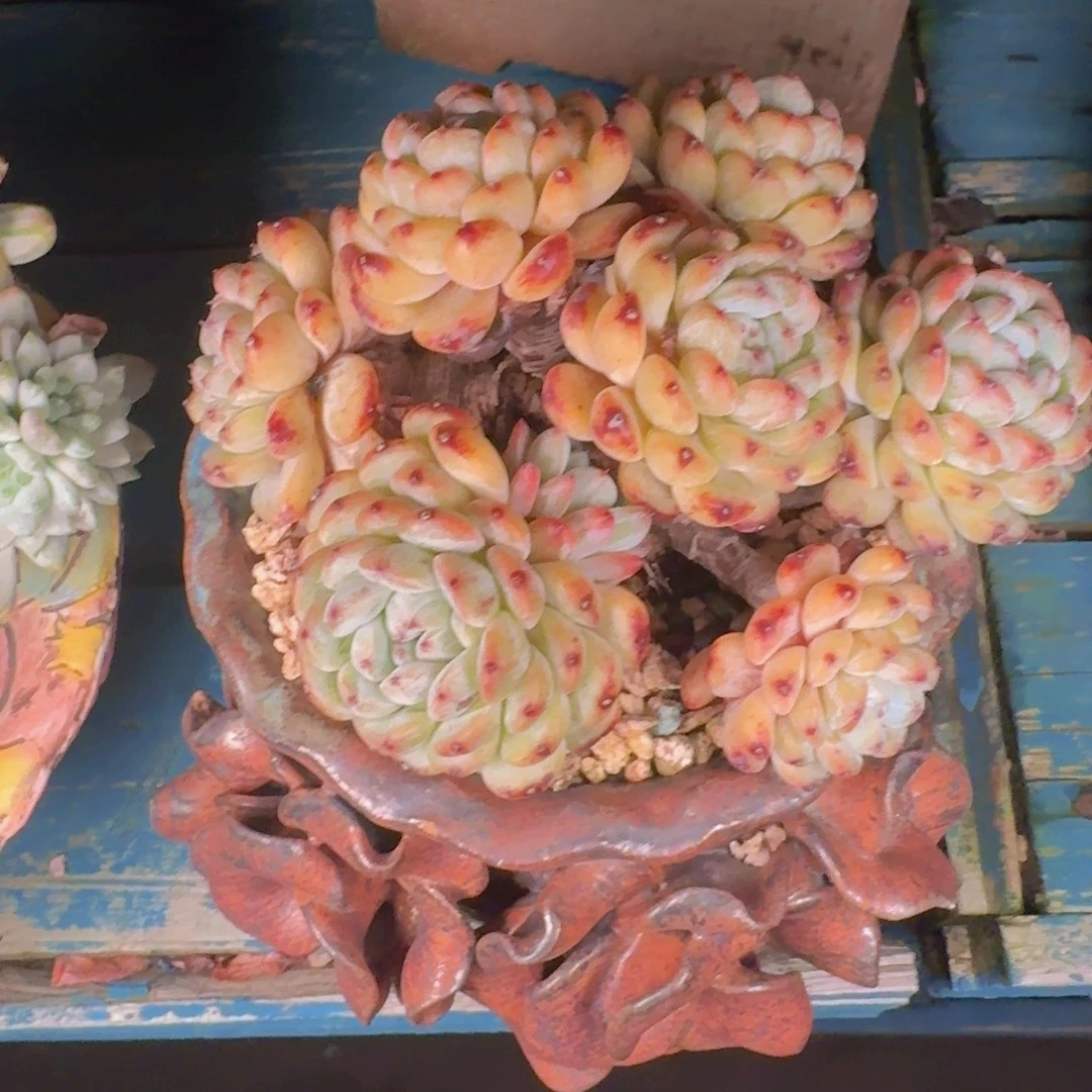 蘑***9多肉植物的生长发育与