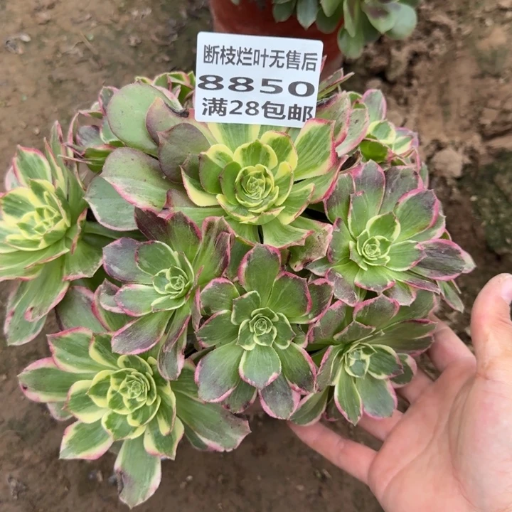 8850二号棚水蜜桃D