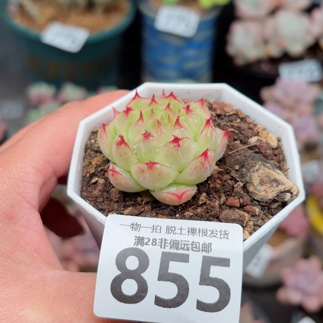 莲华单头无盆土发货