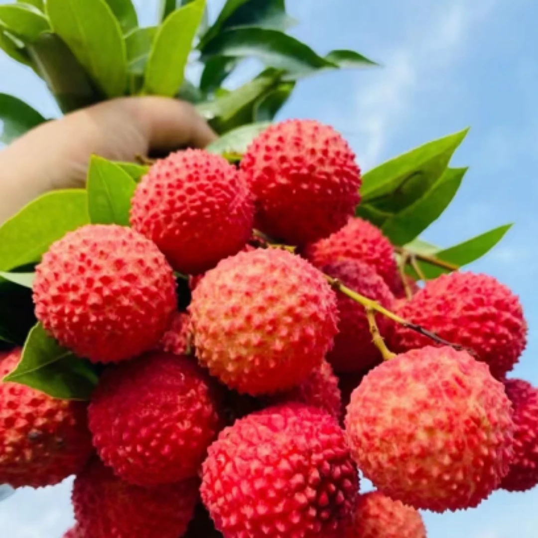 【顺丰包邮】广东桂味荔枝老树头茬果净重2/5.5斤左右新鲜采摘不泡水不泡药应季水果