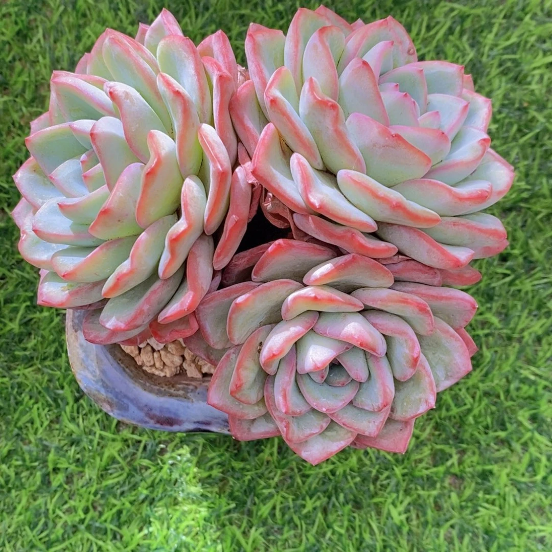 白***白泡芙 一物一拍。