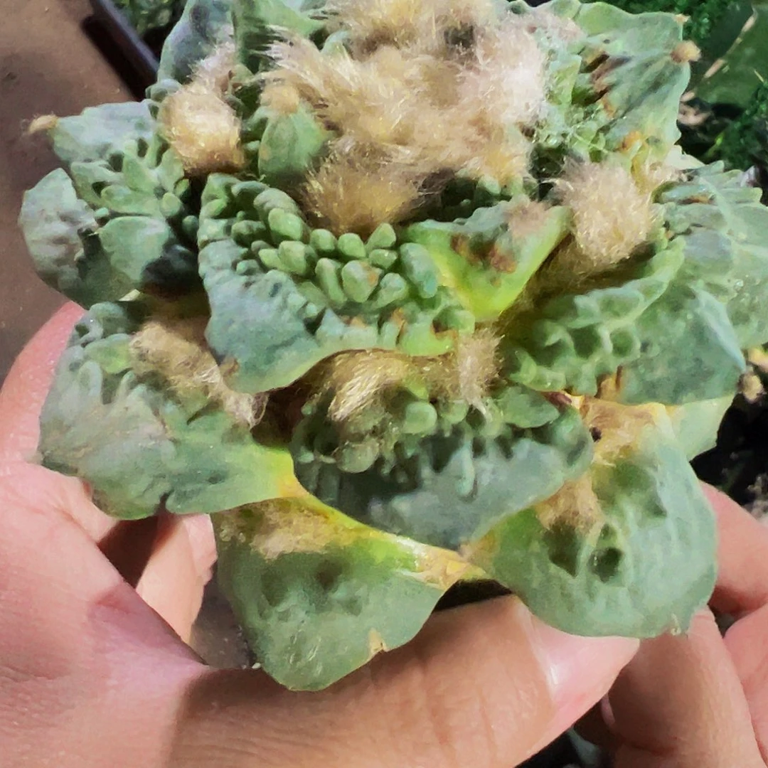 无花朵福利怒涛牡丹839