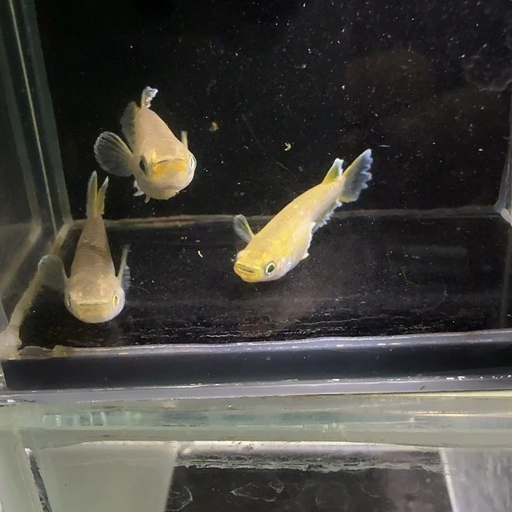 青鳉鱼一物一拍370