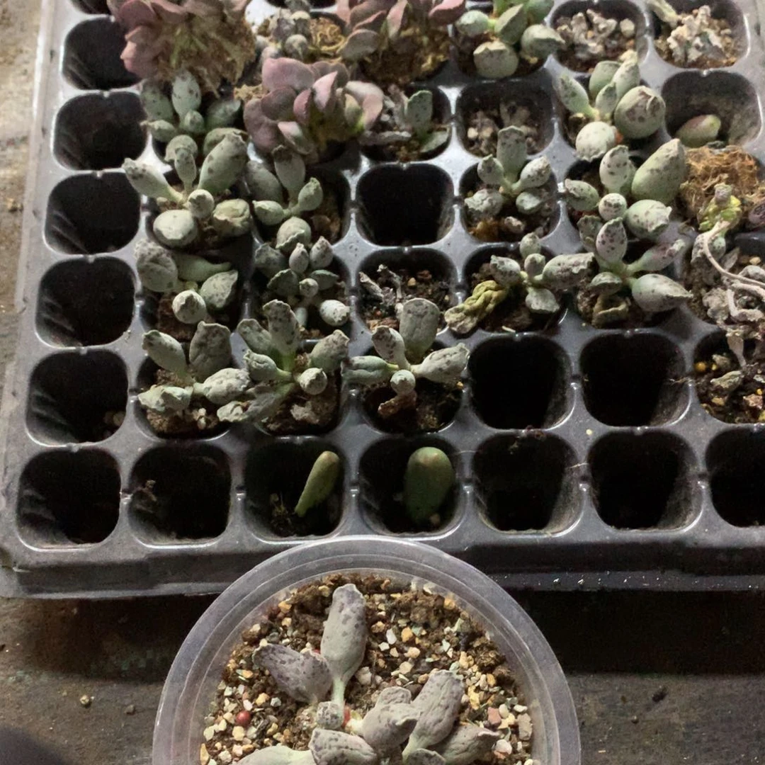一起打包无售后还好哈哈哈