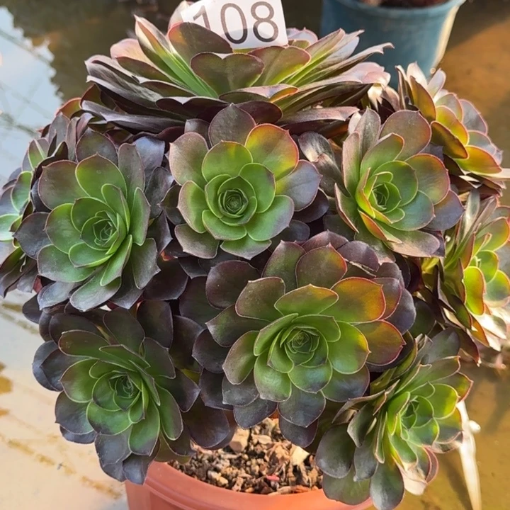 00000000108魅金玫瑰