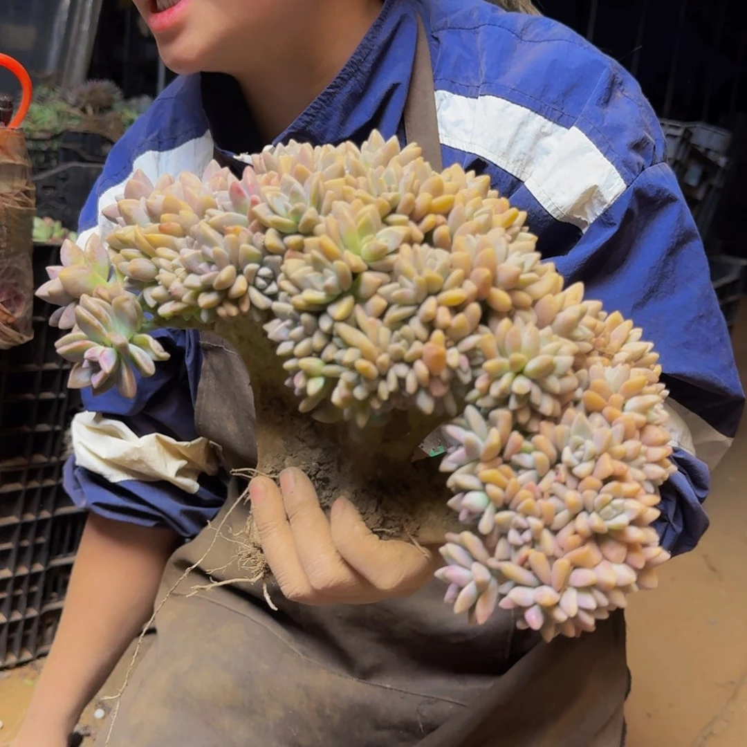 用****8淡雪板子朵朵坠 不包损7466