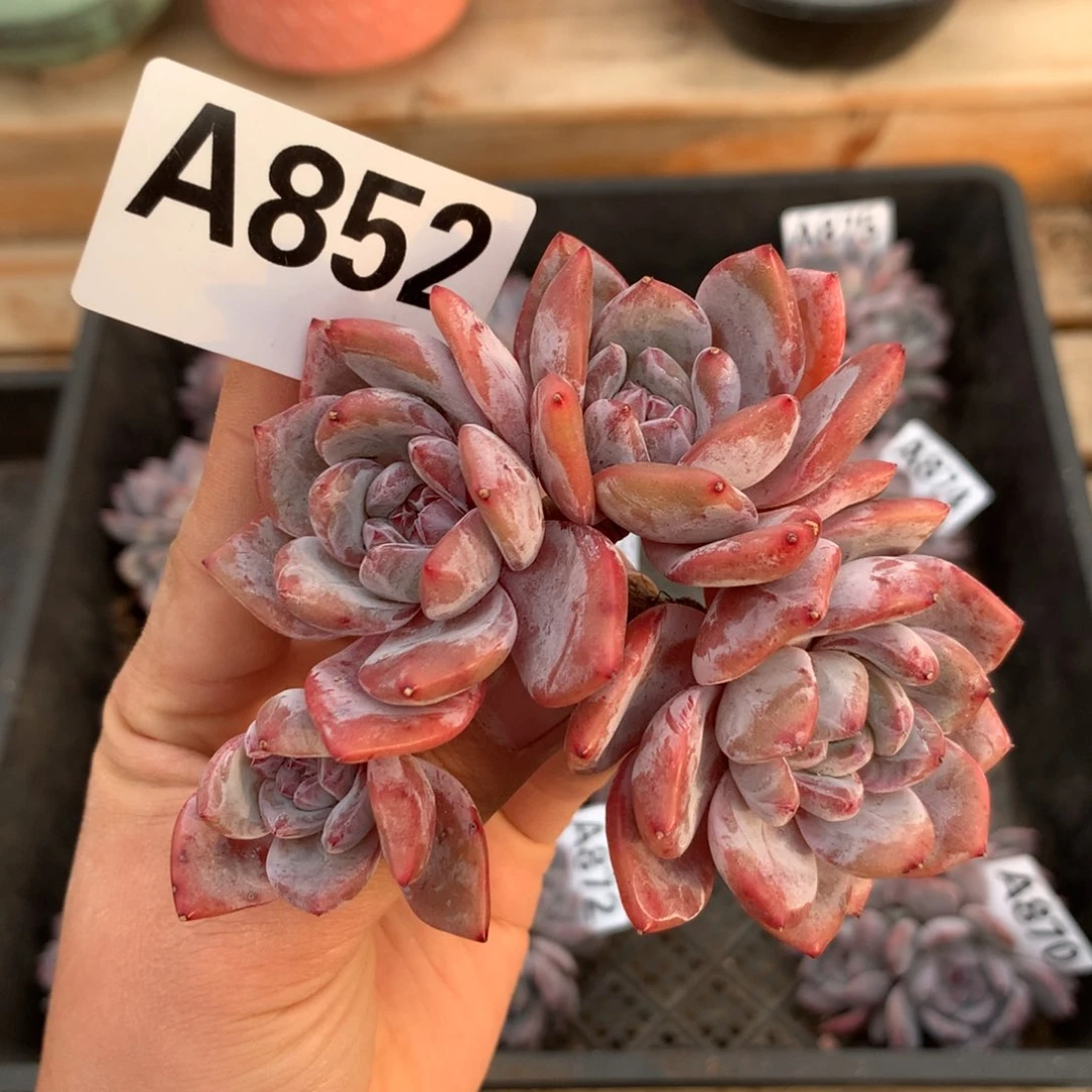 A852 星影石榴籽 小树清仓 无根