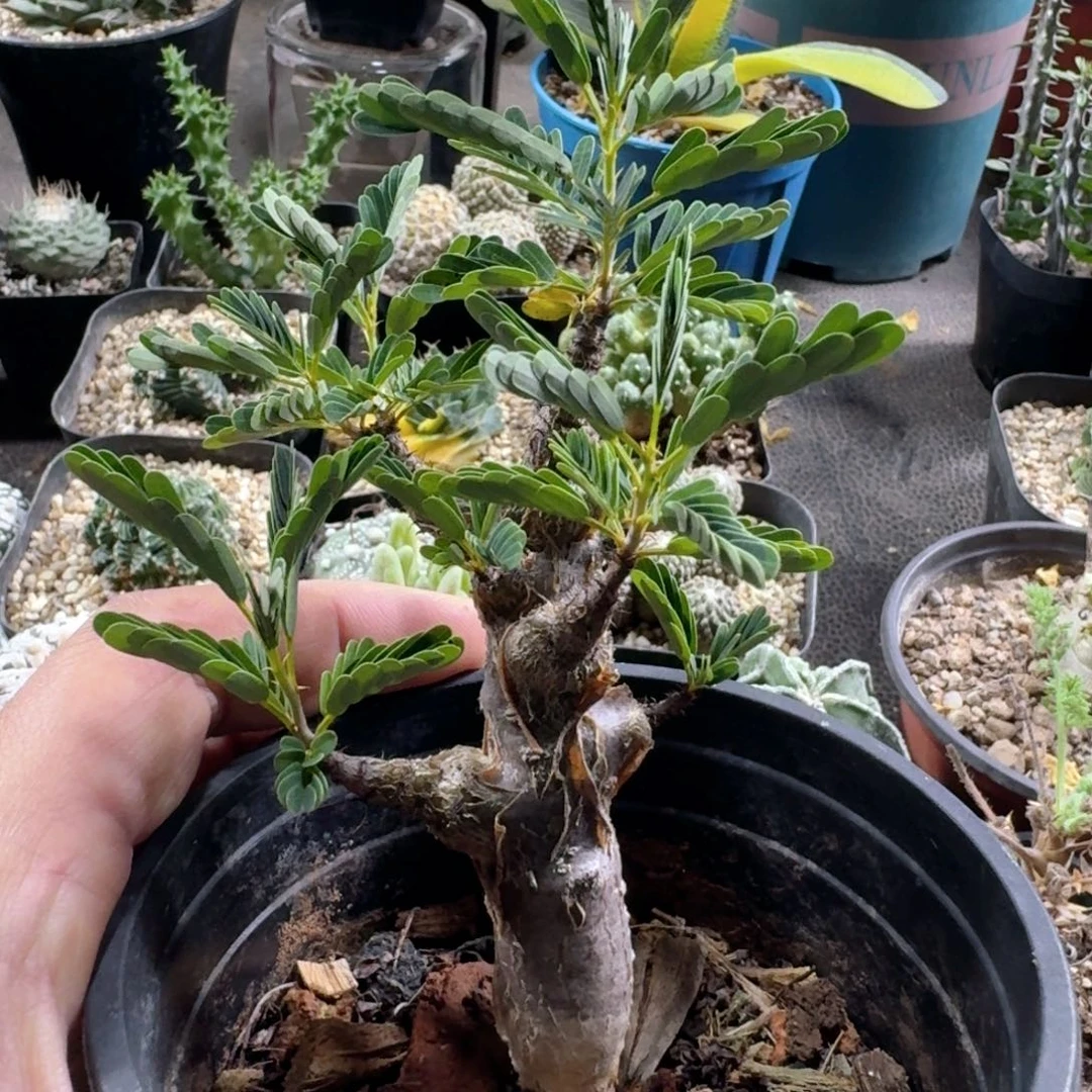 948沙漠苏木带盆发货