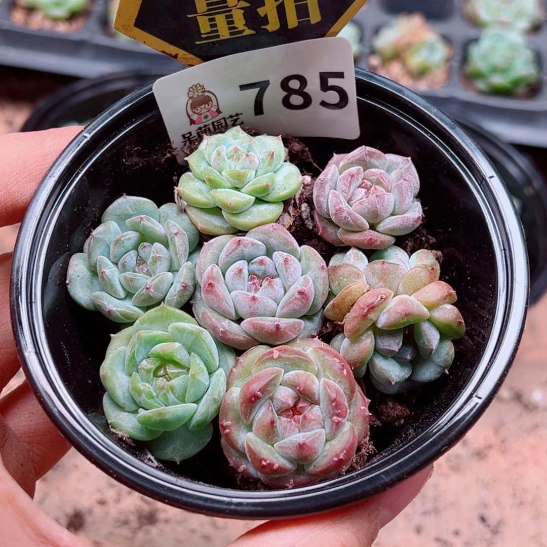 多肉植物多肉植物