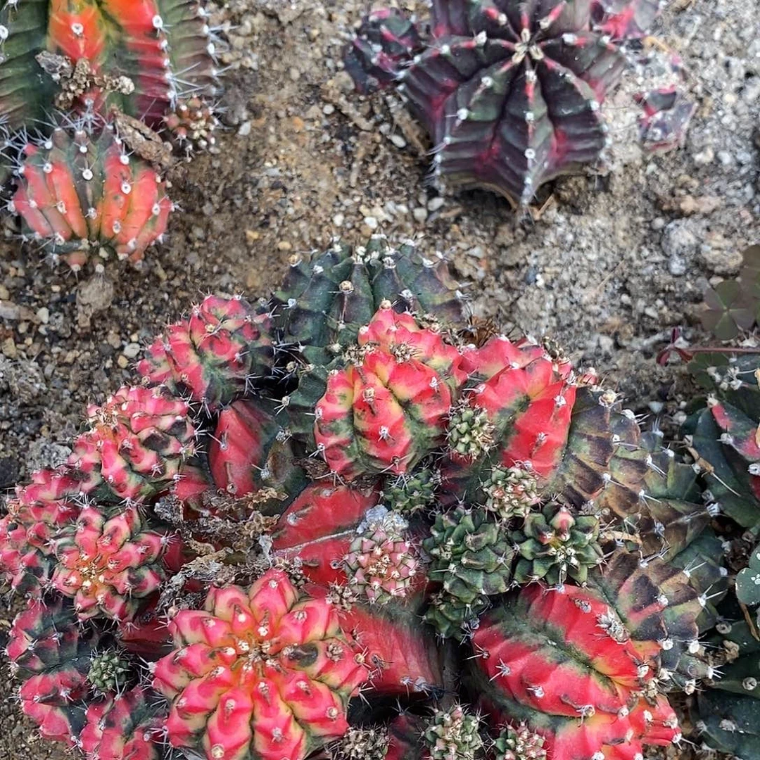 微***笑10号。      侧牙会掉。