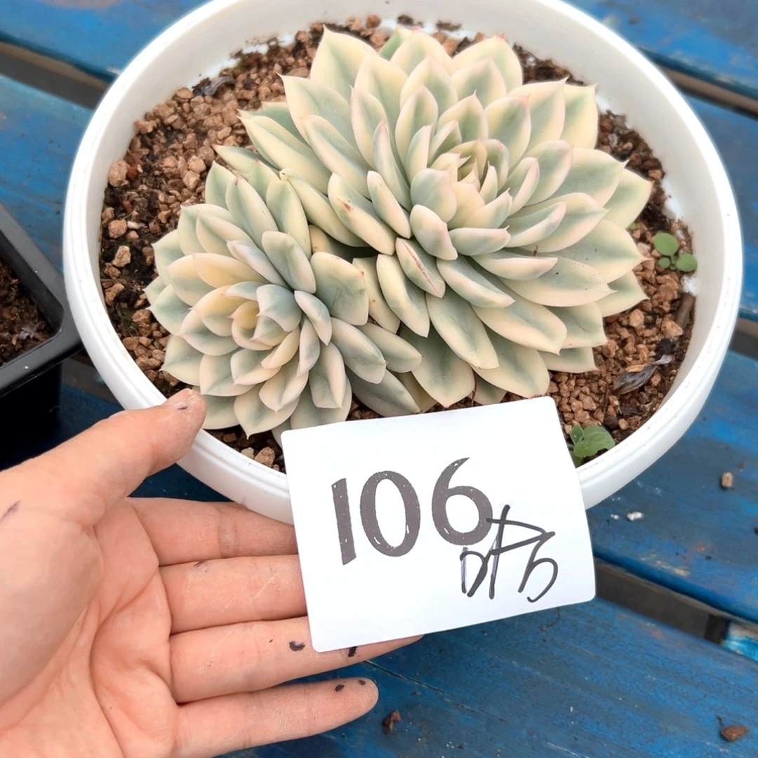 “****”106/（效果好吃剧剧剧看