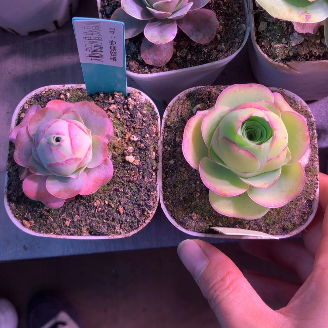 一物一拍开播福利001