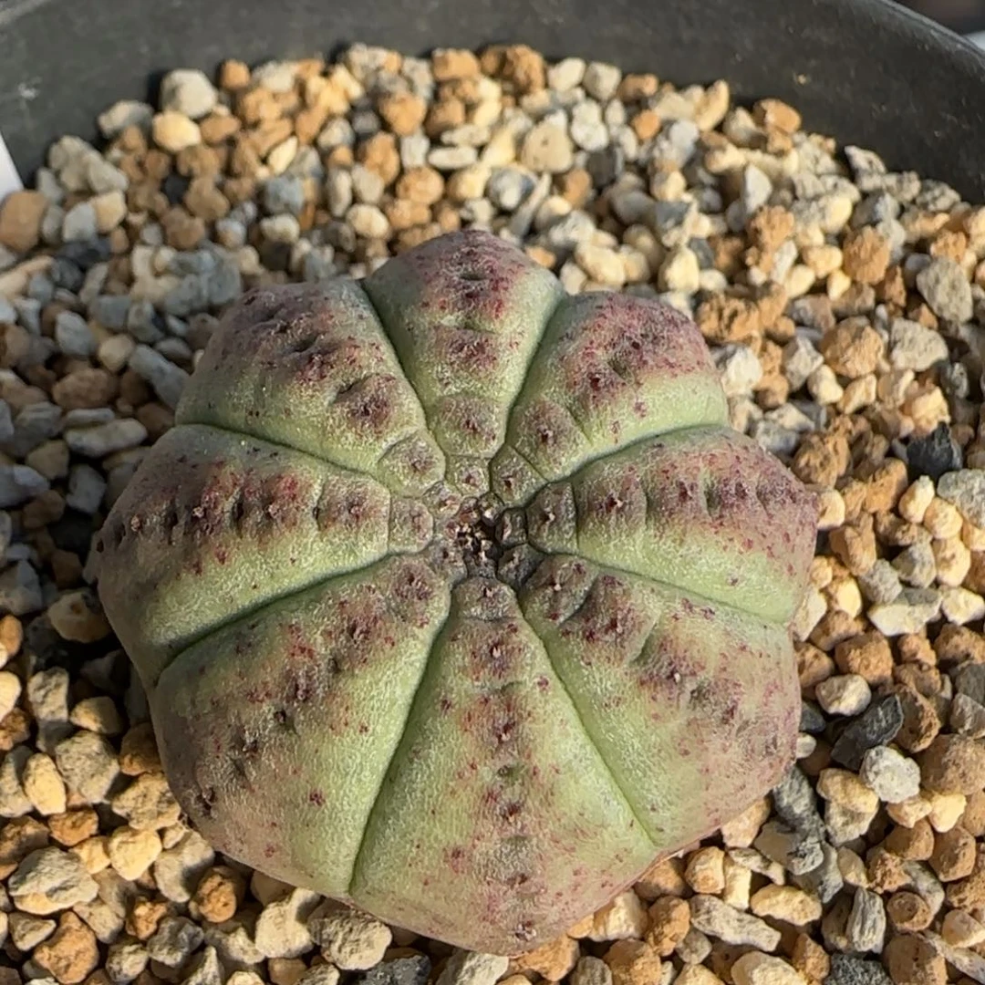 362脱土发 白肌神玉