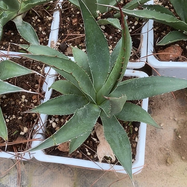 完美主义者勿拍佩洛