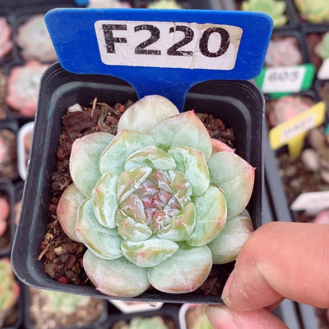 冰魄6cm多肉植物