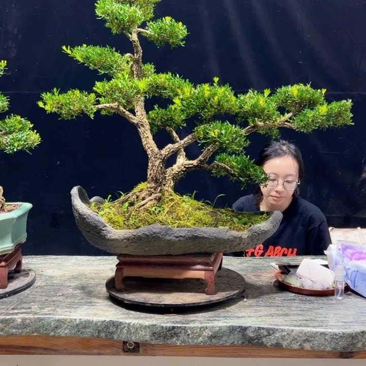 无花朵黄杨盆景四季常绿