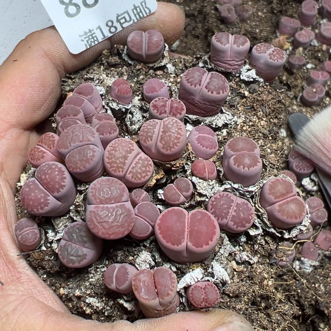 【闪购商品】 886。