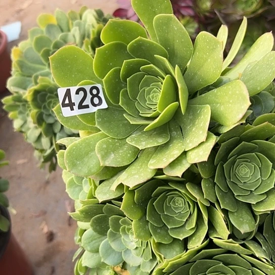 古*多肉植物一个