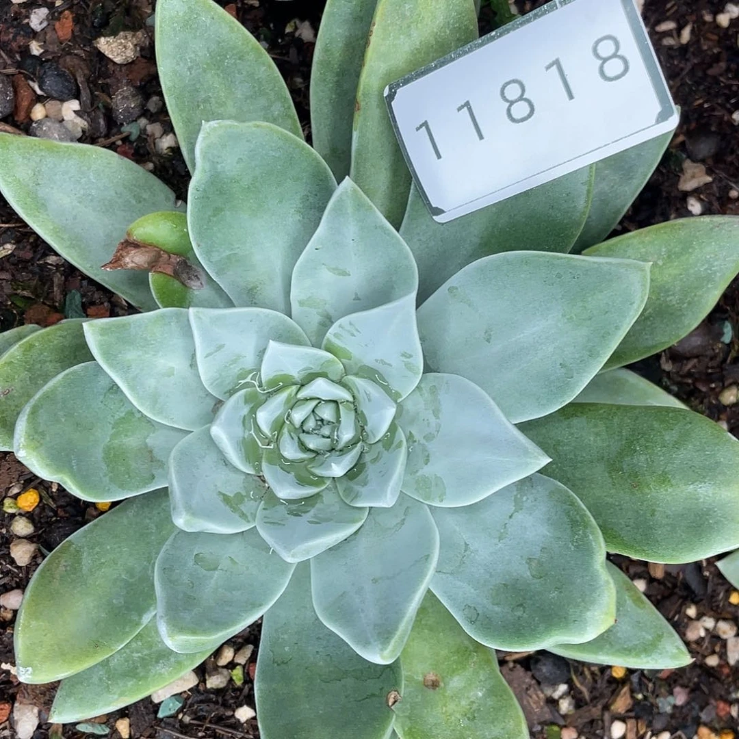 墨西哥大花朵苹果叶11818