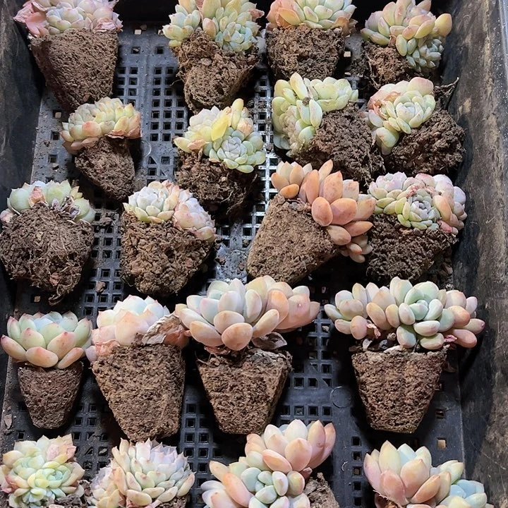 直播福利一物一拍92