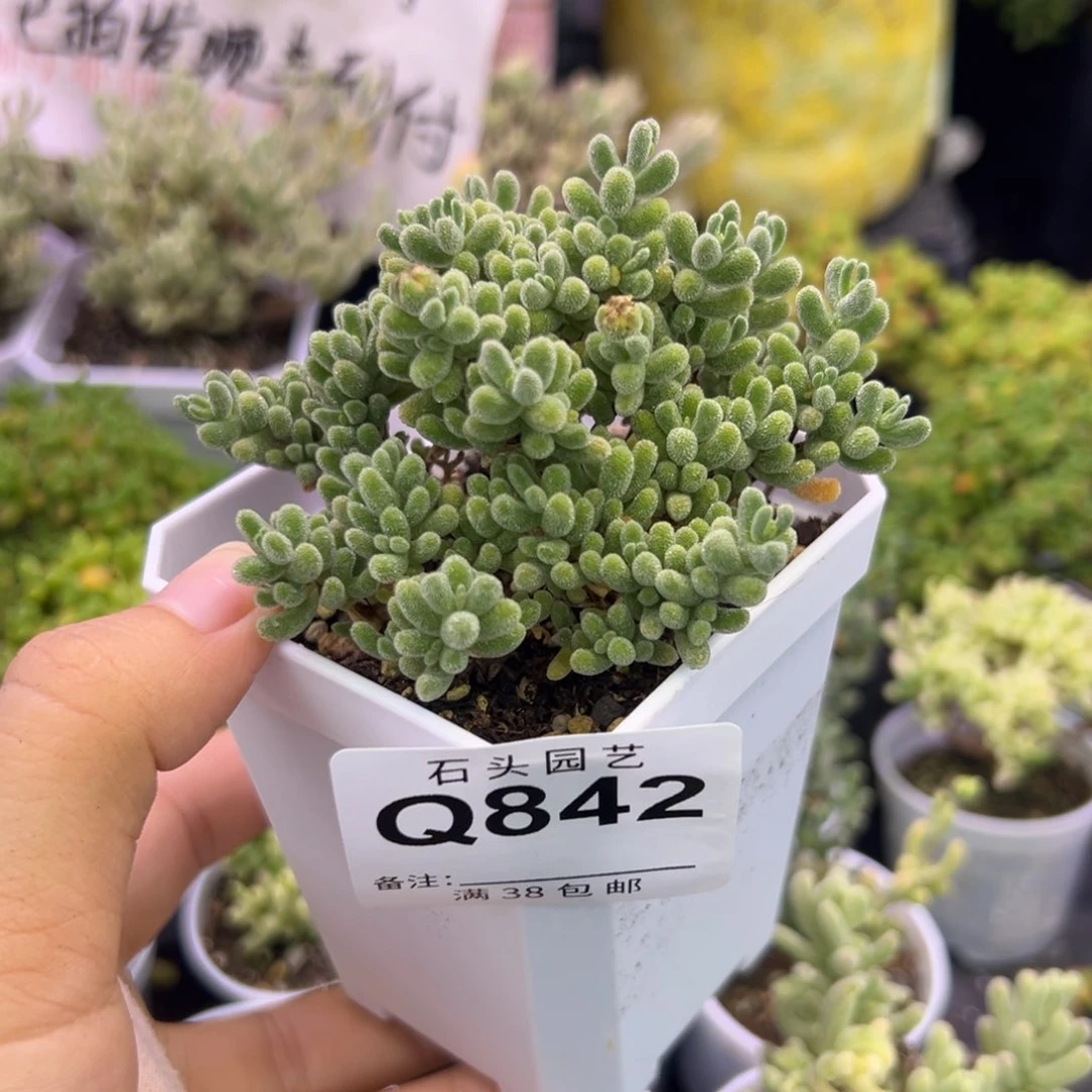 多肉植物枝干冰晶-不售后