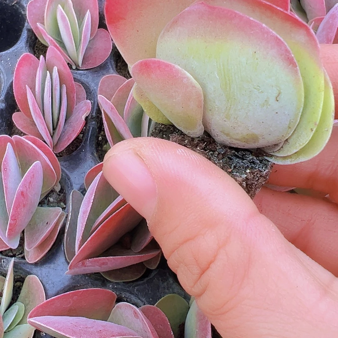 唐寅苗5颗多肉植物19