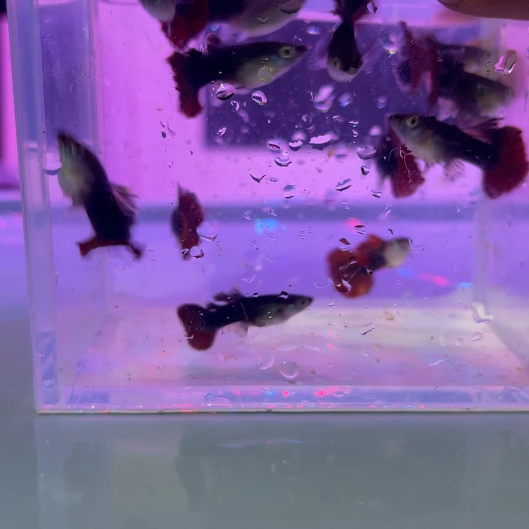 孔雀鱼折扇一缸开箱视频报损