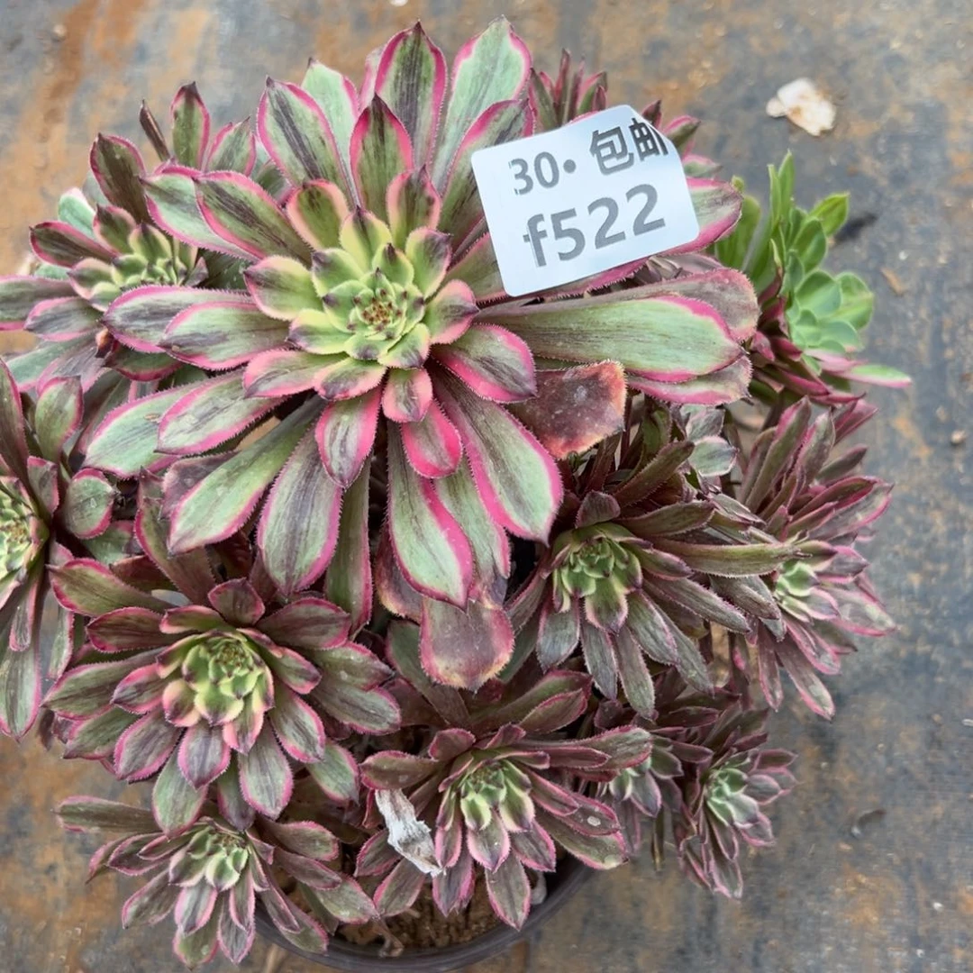 522粉黛多肉法师