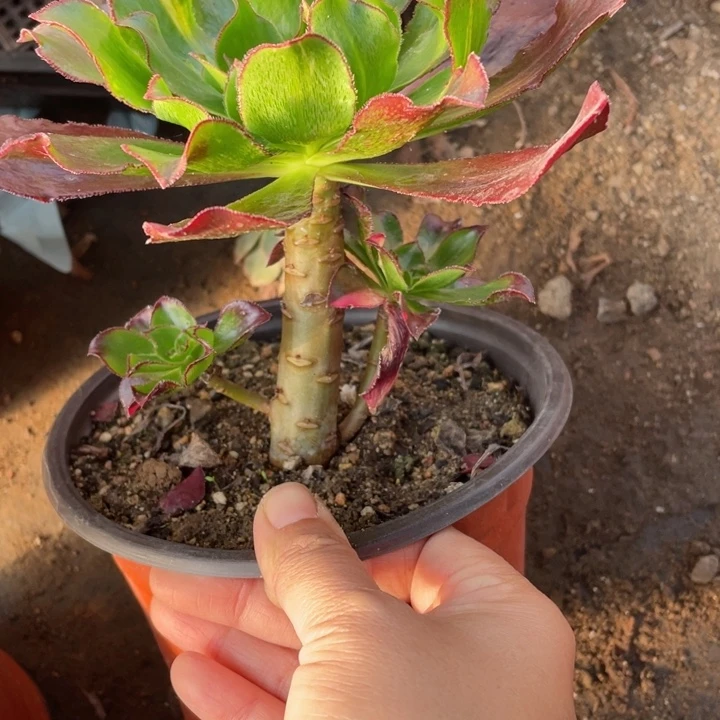 Z****417魅影七彩多肉123446789