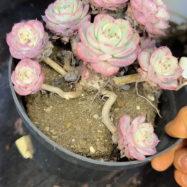 奶油黄桃203 多肉植物一物一拍